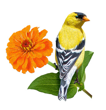 DISPLAY Goldfinch 300
