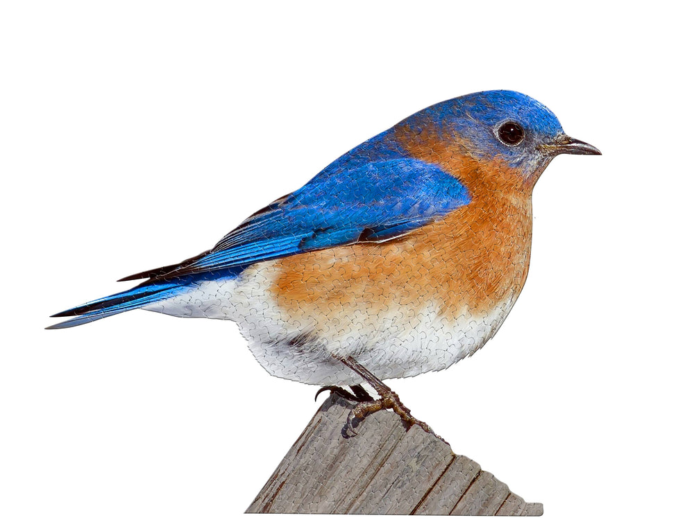 I AM Bluebird 300 - DISPLAY