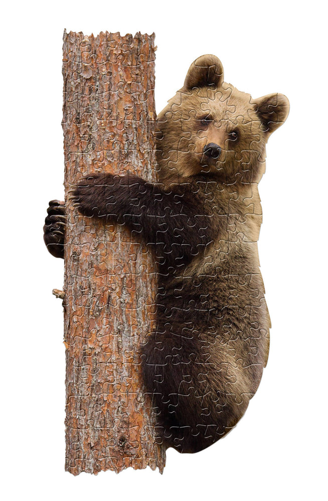 Lil Bear Display 100